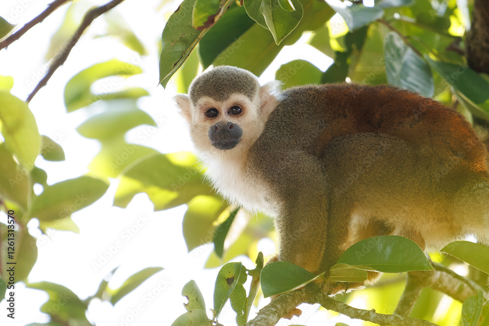 Fototapeta premium Mono ardilla en su hábitat natural