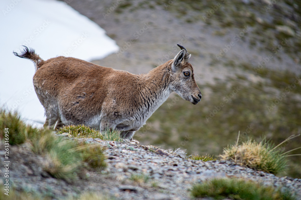 Naklejka premium Goat on hiking trail to Mulhacen peak in the spring, Sierra Nevada range, Andalusia, Spain