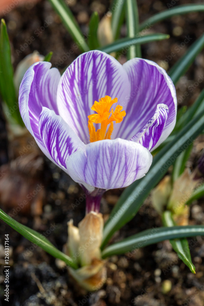 Crocus vernus (Dutch Crocus) in garden