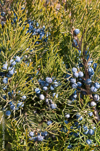 Juniperus excelsa, commonly...