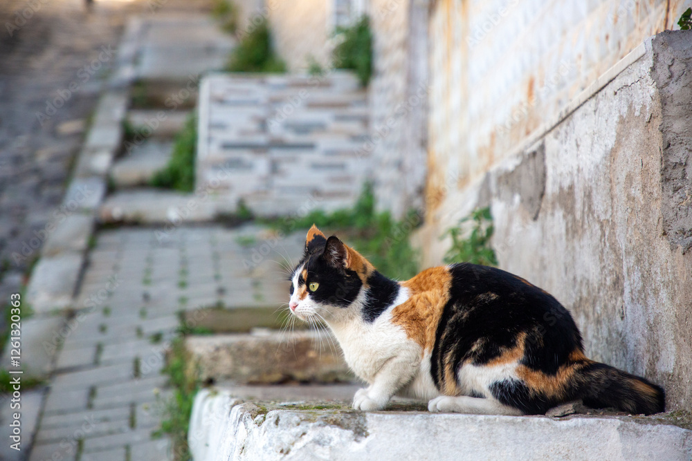 Stray cats in front of street houses in Izmir - Turkey