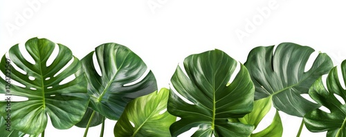 Green leaves isolated on white