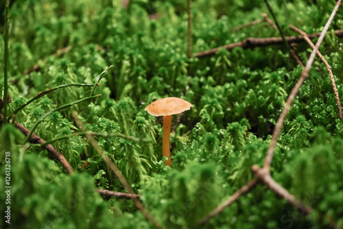 Wild Mushrooms Growing on Green Moss in a Forest