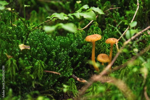 Wild Mushrooms Growing on Green Moss in a Forest