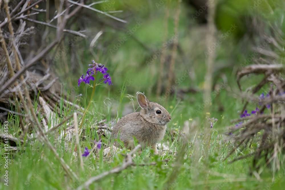 Baby bunny sitting in a field with flowers. Baby bunny sitting in a field with flowers.