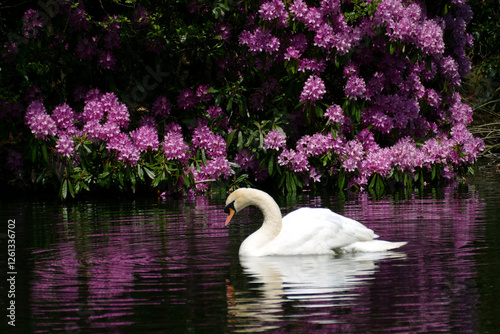 swan with rhododendron photo