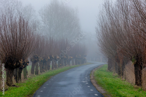 Winter countryside landscape, Row of pollarded willow trees along walkway side with mist and foggy in morning, Small paved road with green grass field and leafless tree trunks, Utrecht, Netherlands.