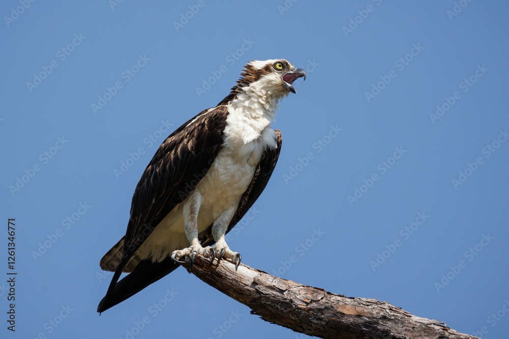 Osprey on a tree branch with blue sky Osprey on a tree branch with blue sky
