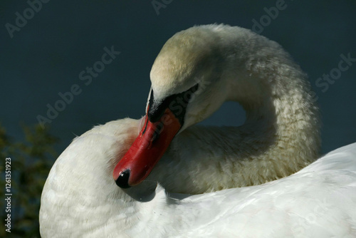 mute swan