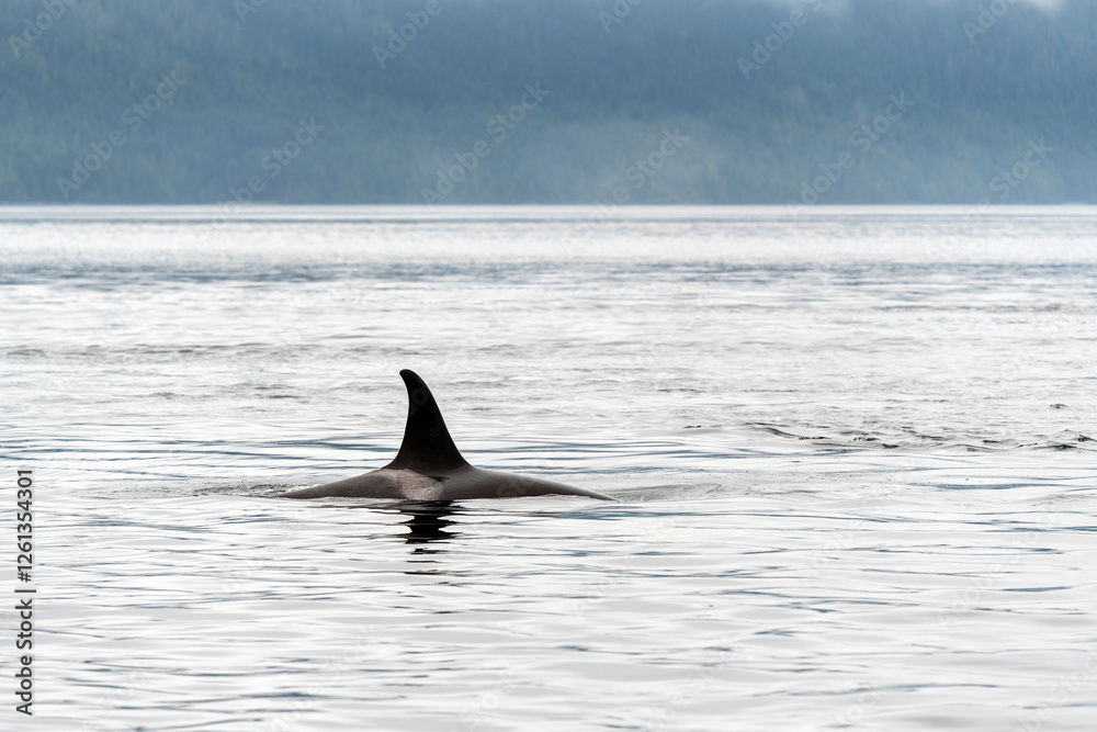 Naklejka premium Killer Whale (Orcinus orca) fin, Telegraph Cove, Vancouver Island, Canada.