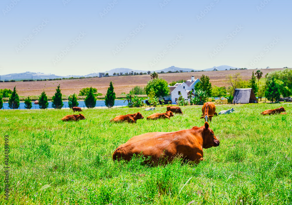 Brown Cattle Grazing in Lush Field with Cape Dutch Farmhouse, Stellenbosch, South Africa