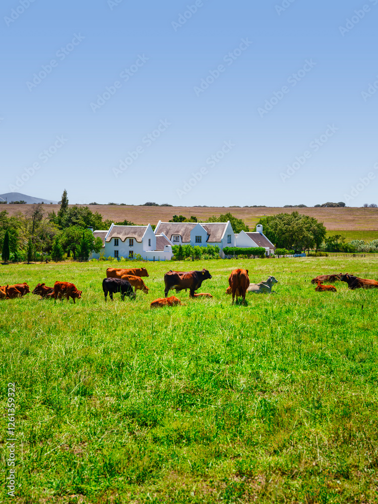 Vertical Shot of Brown Cattle Grazing in Lush Field with Cape Dutch Farmhouse, Stellenbosch, South Africa
