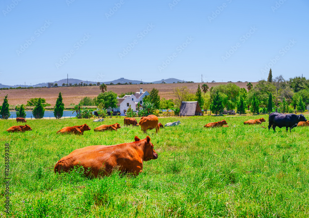 Brown Cattle Resting in Lush Green Field with Cape Dutch Farmhouse and Lake, Stellenbosch, South Africa
