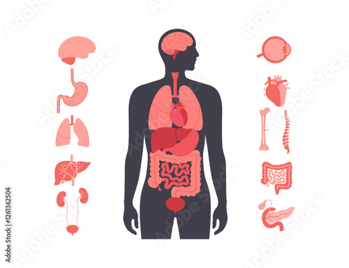 Human internal organs