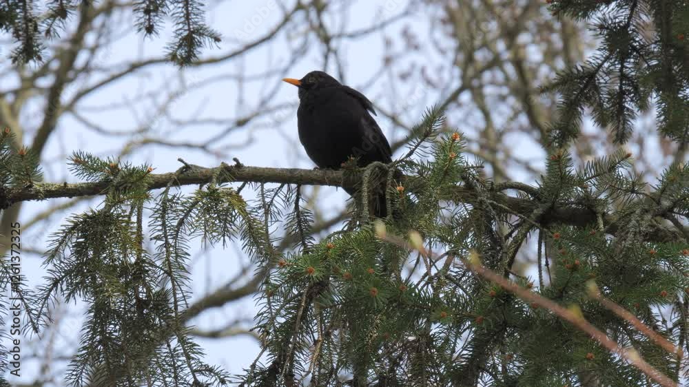 Blackbird Perched on a Spruce Branch in Early Spring Blackbird Perched on a Spruce Branch in Early Spring