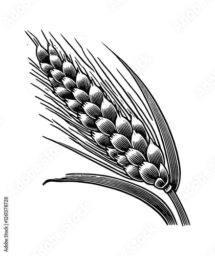 single stalk of wheat engraving black and white outline