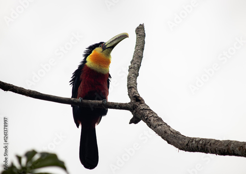 Green-billed red-breasted toucan perched on a dead branch in Iguazú national park, Misiones, Argentina (Ramphastos dicolorus)