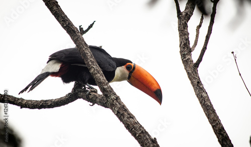 Toco toucan on a tree branch with a white background in Iguazú, Misiones, Argentina. (Ramphastos toco) 