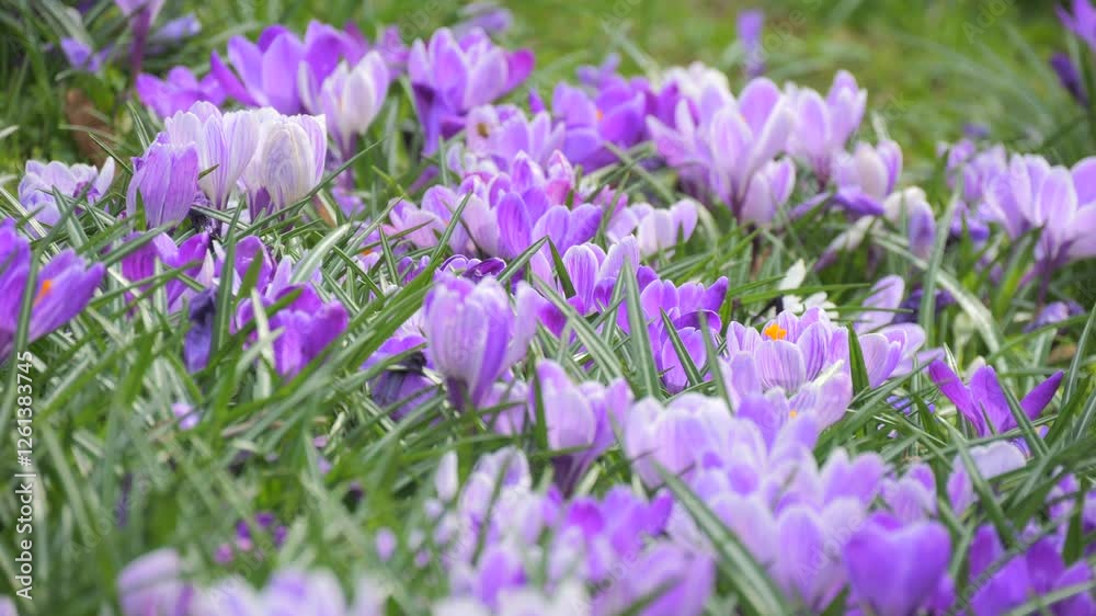Vibrant Purple Crocuses Blooming in Early Spring Vibrant Purple Crocuses Blooming in Early Spring
