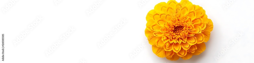 A single yellow marigold with intricate petal design, top view, isolated on a white background. A single yellow marigold with intricate petal design, top view, isolated on a white background.