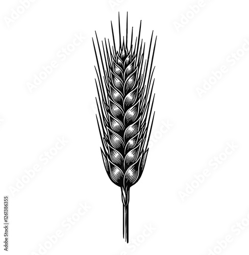 single stalk of wheat engraving black and white outline
