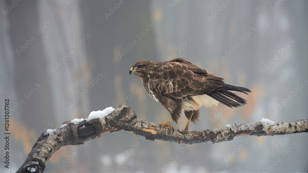 Buzzard (Buteo buteo(perched on a branch in winter.