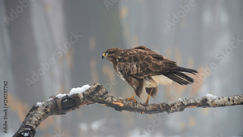 Obraz na płótnie Buzzard (Buteo buteo(perched on a branch in winter. w salonie