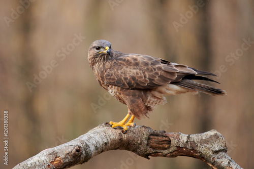 Obraz na płótnie Buzzard (Buteo buteo(perched on a branch w salonie