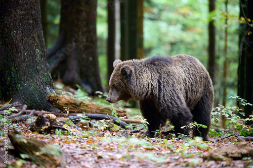 Obraz na płótnie Brown bear is looking for food in a european forest. Image taken in autumn. w salonie
