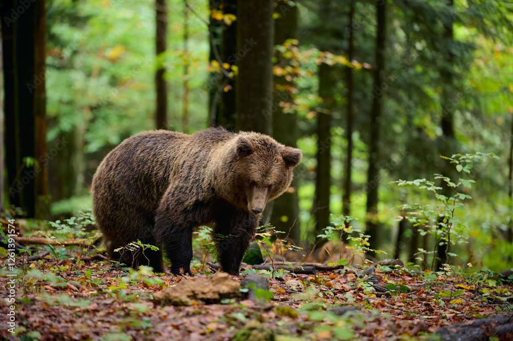 Brown bear is looking for food in a european forest. Image taken in autumn.