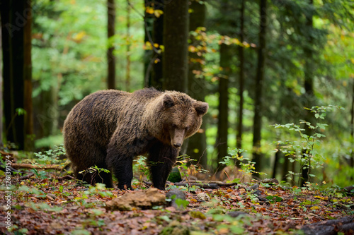 Obraz na płótnie Brown bear is looking for food in a european forest. Image taken in autumn. w salonie