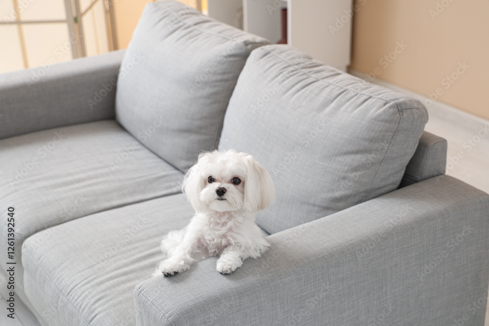 Cute Maltese dog sitting on sofa at home Cute Maltese dog sitting on sofa at home