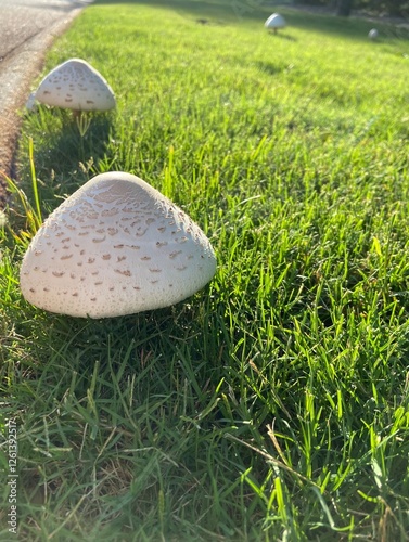 Mushrooms in the forest 