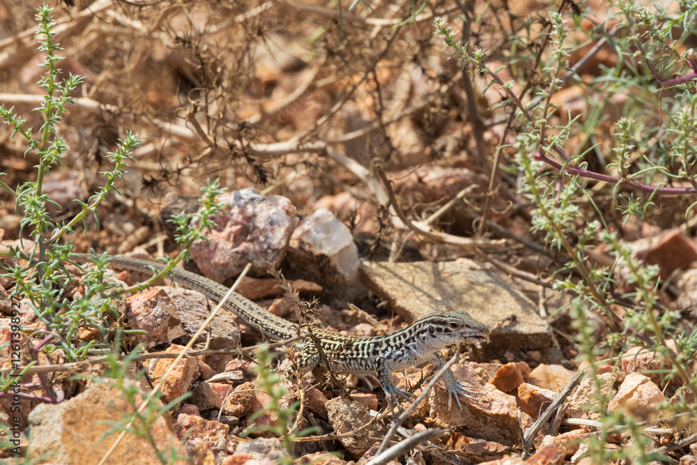 Small lizard in the desert Small lizard in the desert