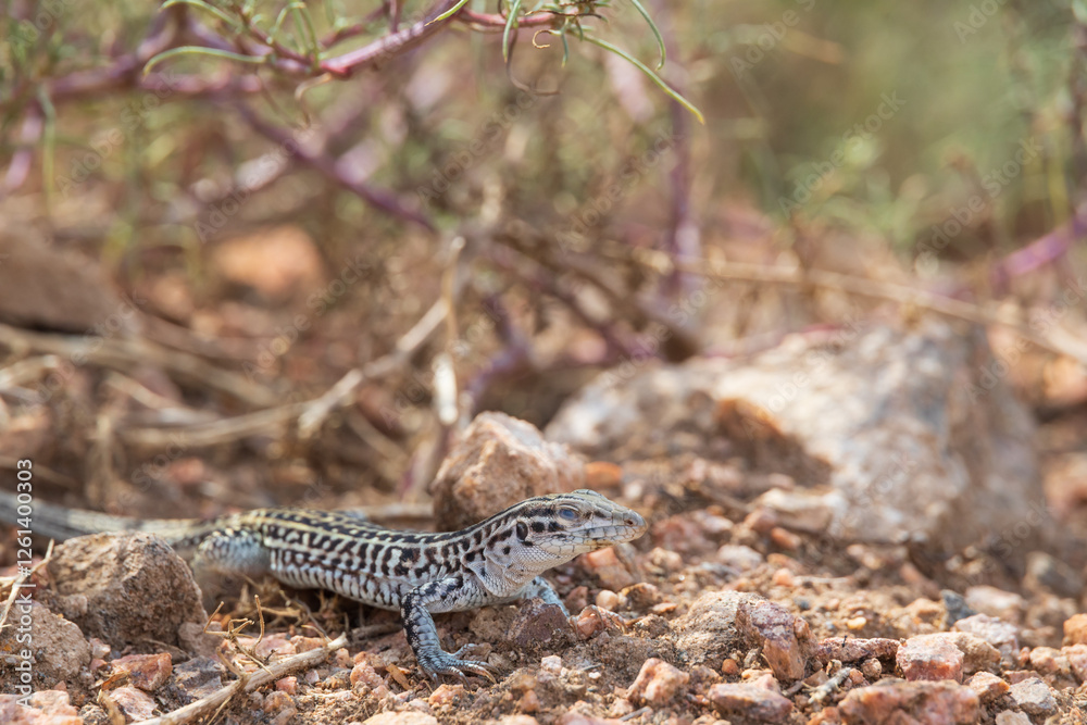 Fototapeta premium Small lizard in the desert