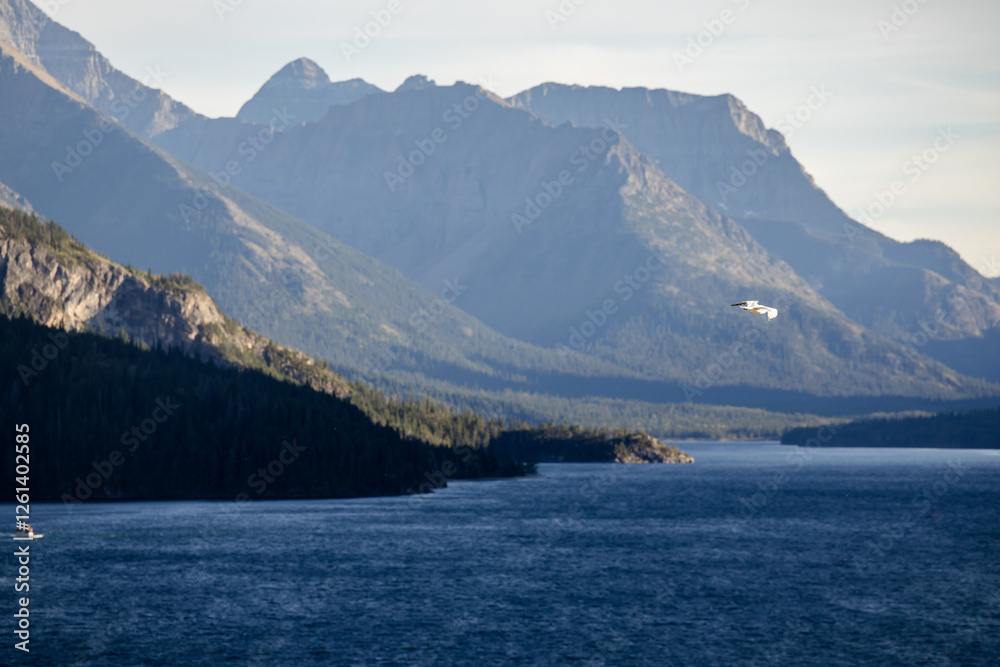 Pelican soaring over Waterton Lake in the Rocky Mountains Pelican soaring over Waterton Lake in the Rocky Mountains