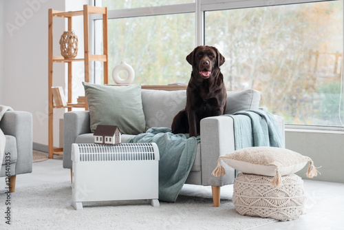 Cute Labrador dog on sofa n...