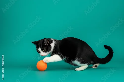 Fototapeta Cat Playing with Ball Isolated Color Background