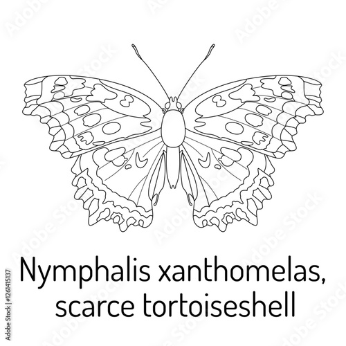 Black and white line art of the scarce tortoiseshell butterfly (Nymphalis xanthomelas). Detailed illustration for coloring books, educational materials, nature studies, and scientific references.