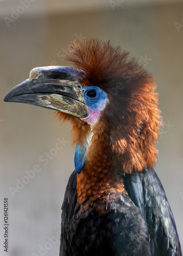 Black-casqued Hornbill (Ceratogymna atrata) in Central African Rainforests photo