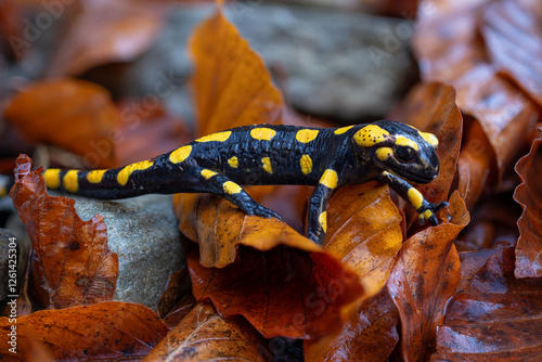 Spotted salamander on a wet fallen beech leaf among stones.
