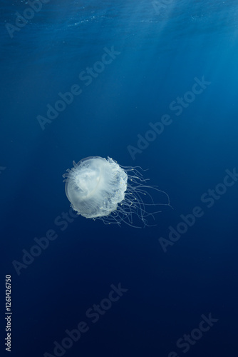 Crown Jelly in Blue Water Majestic