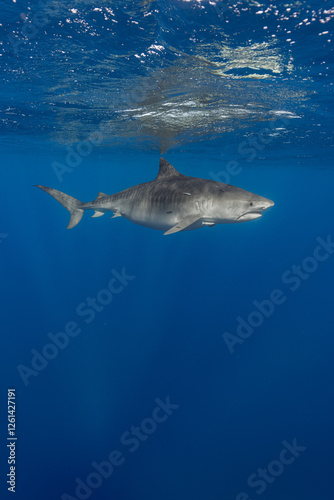 Large Pregnant Tiger Shark Swimming at the Surface of Deep Blue Water