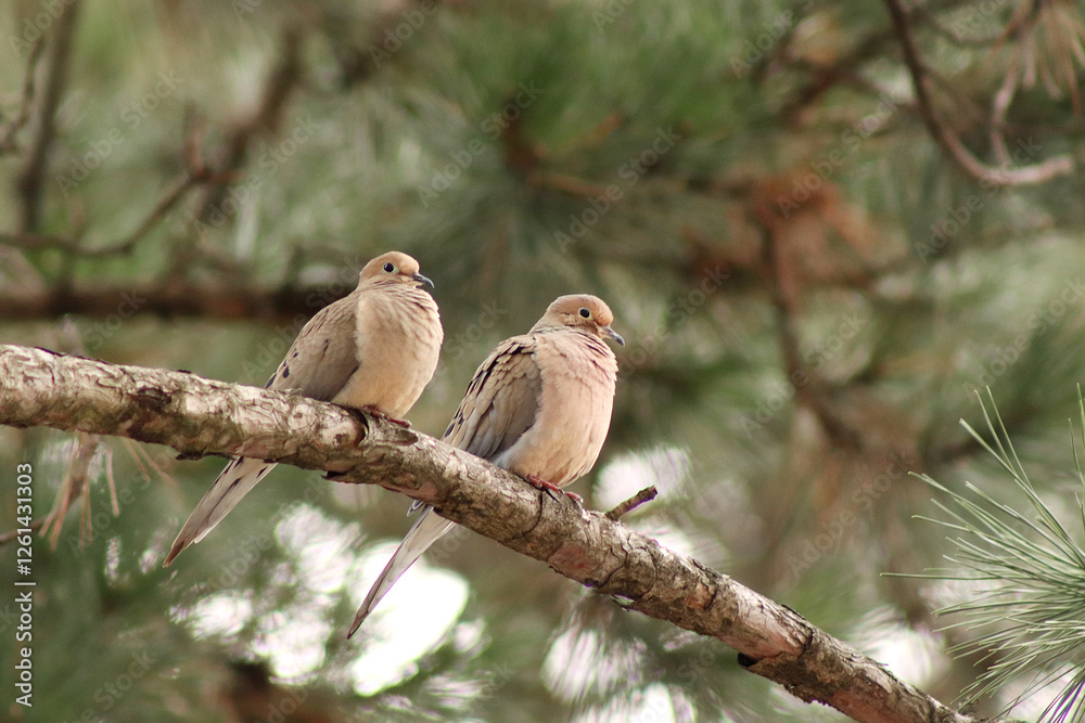 Mourning Doves Mourning Doves