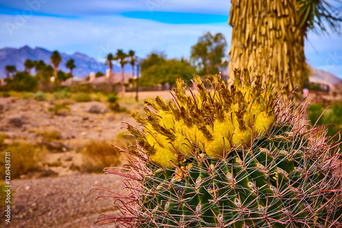 Barrel Cactus Blooms in Hualapai Canyon Desert Landscape Eye-Level View photo