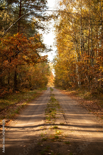 forest in autumn