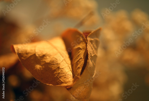 close up of dry leaf
