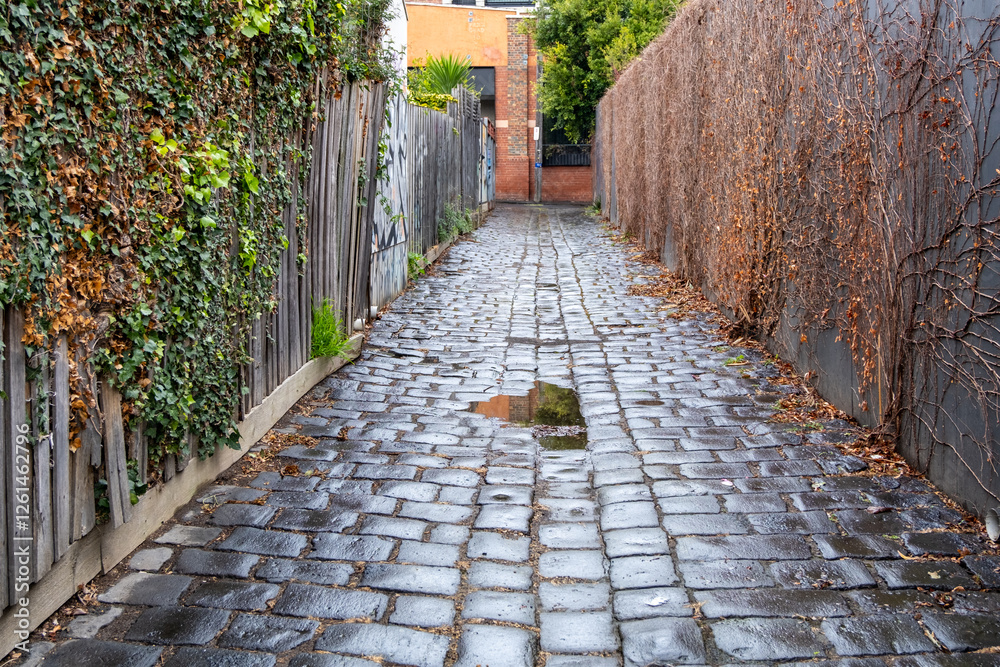 Fototapeta premium a narrow cobblestone laneway after recent rain in Melbourne, with ivy-covered walls and wooden fences on either side. An Australia's inner-city historic back street in the suburban neighborhood.