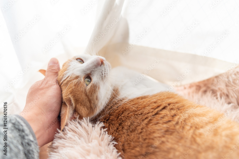かわいい飼い猫を撫でる飼い主 茶トラ白 かわいい飼い猫を撫でる飼い主 茶トラ白