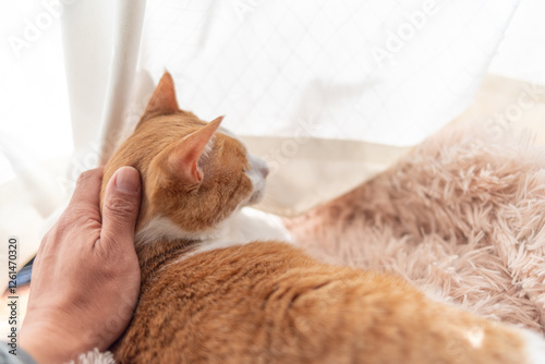 かわいい飼い猫を撫でる飼い主　茶トラ白 photo